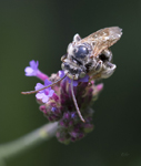 Bee on Verbena